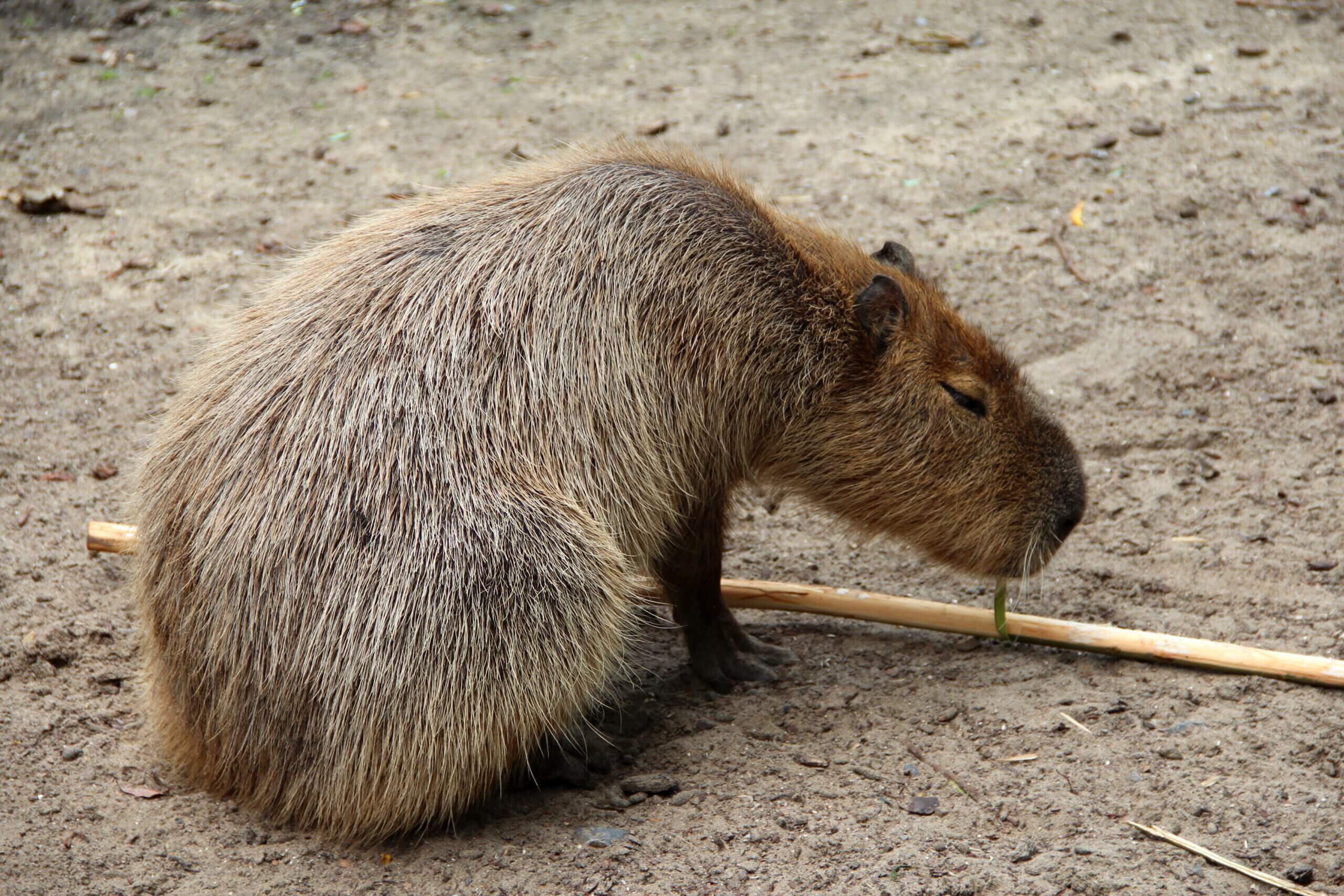 Capivara de perto mostrando seu rosto característico