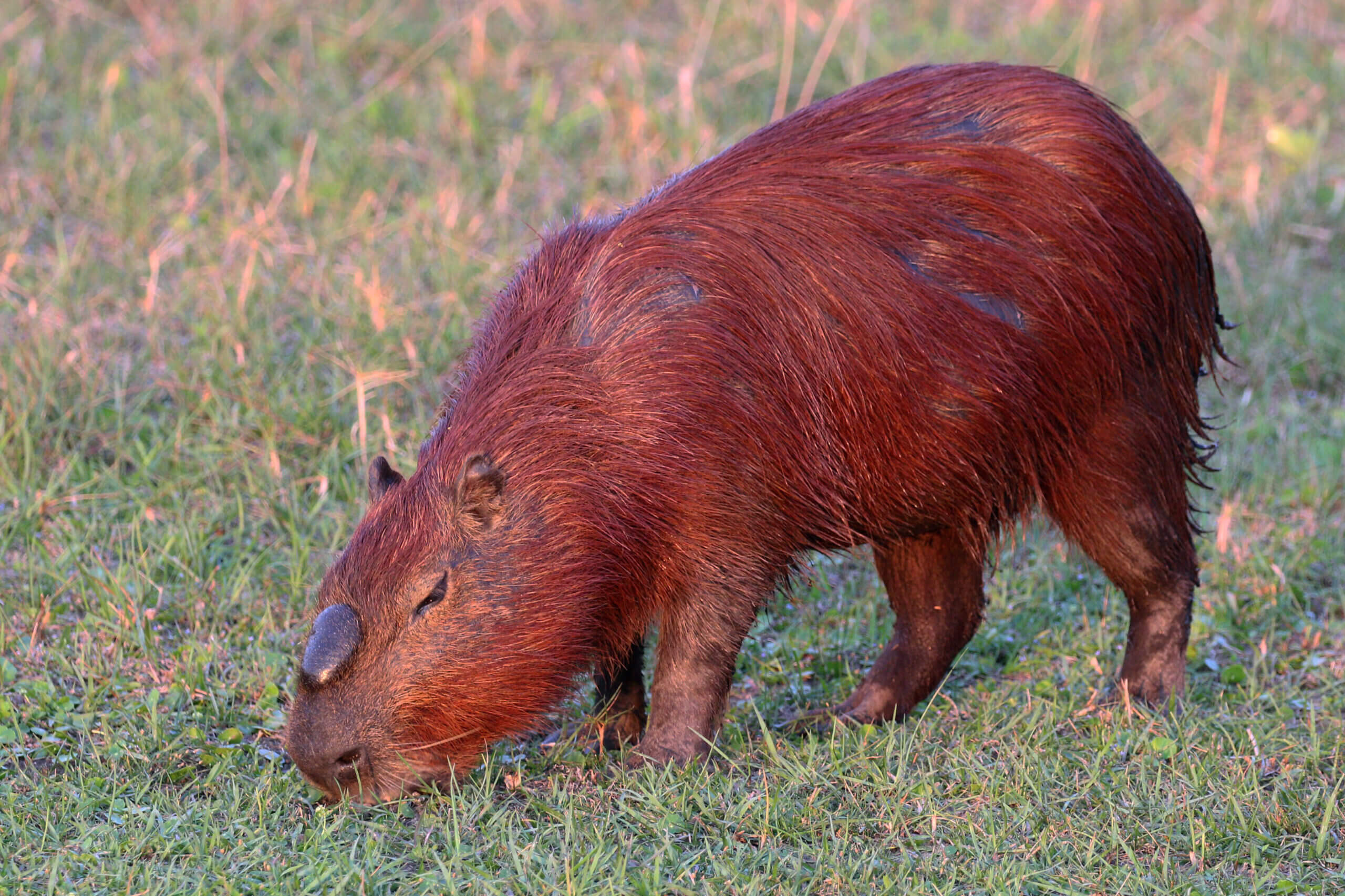 Capivara macho adulto em seu habitat natural