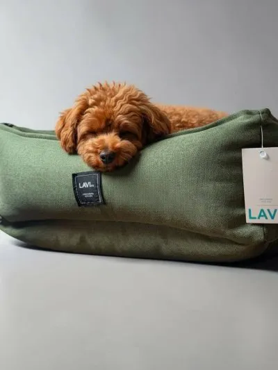 Cama Linho Capitoy Limited Edition para cachorro design exclusivo Lavi Pet
