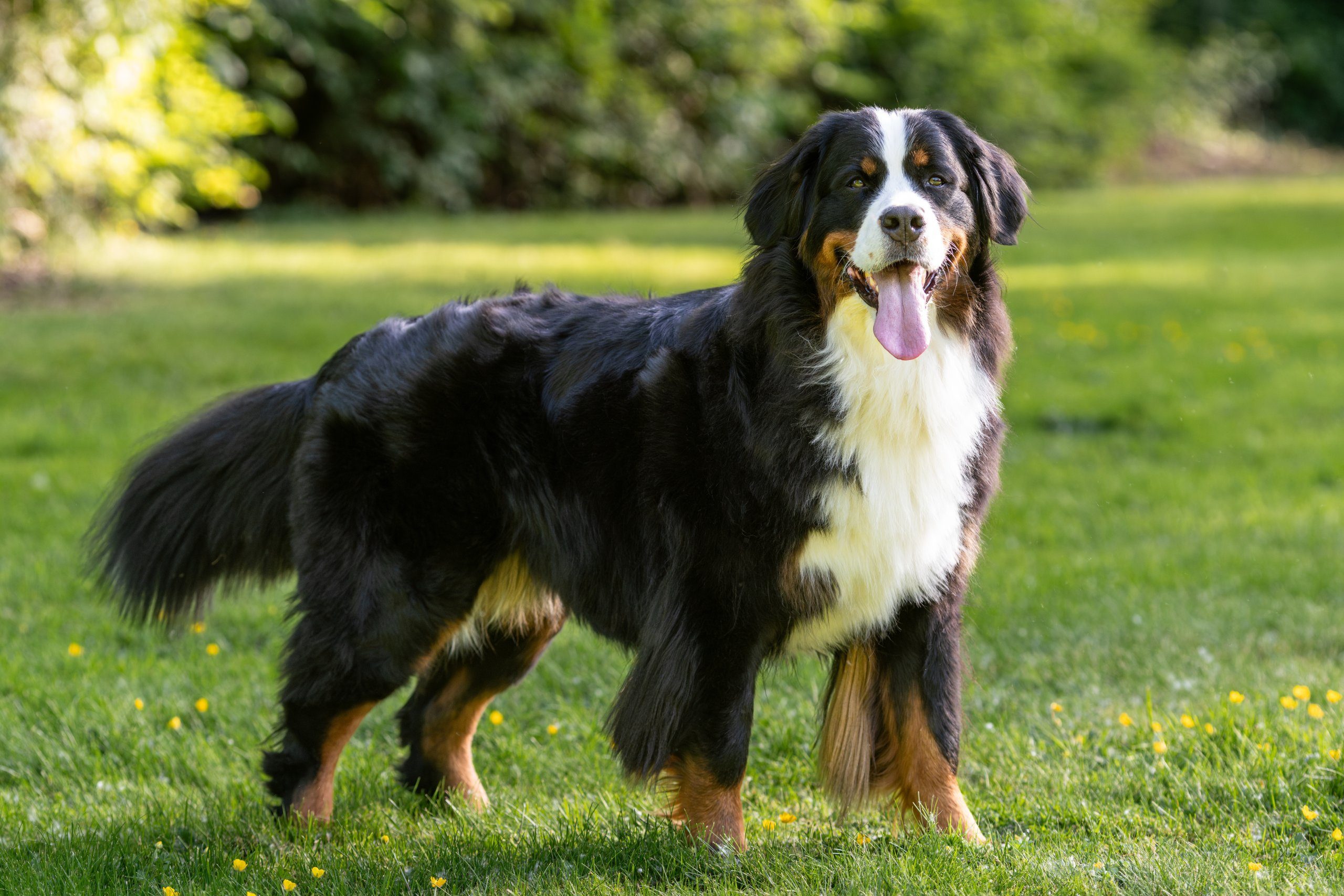 Bernese