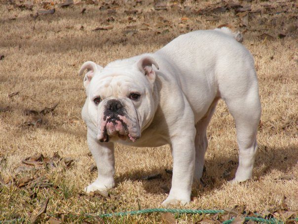 Bulldog Inglês