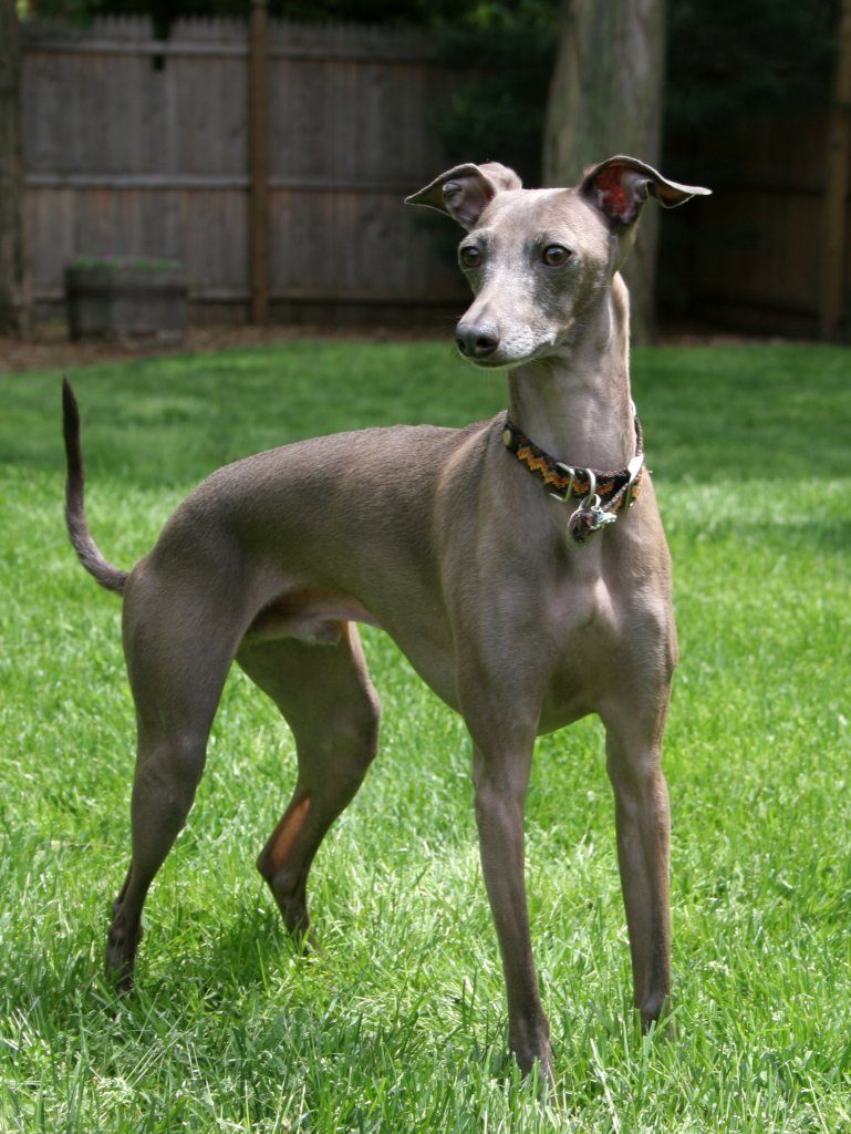 Galgo Italiano