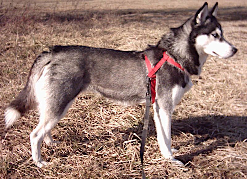 Husky Siberiano: Guia Completo da Raça — Características, Cuidados e Personalidade