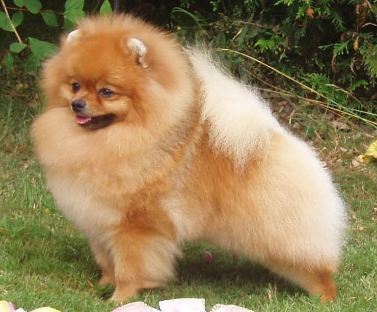 Lulu da Pomerânia