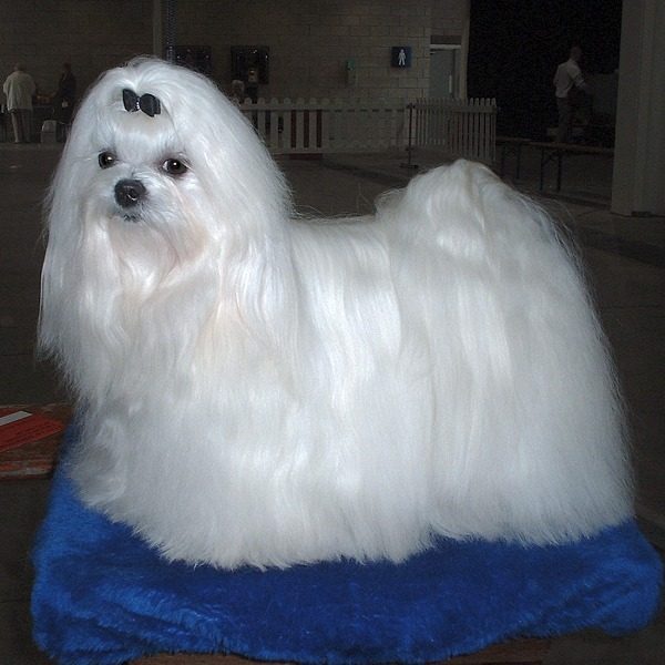Maltês