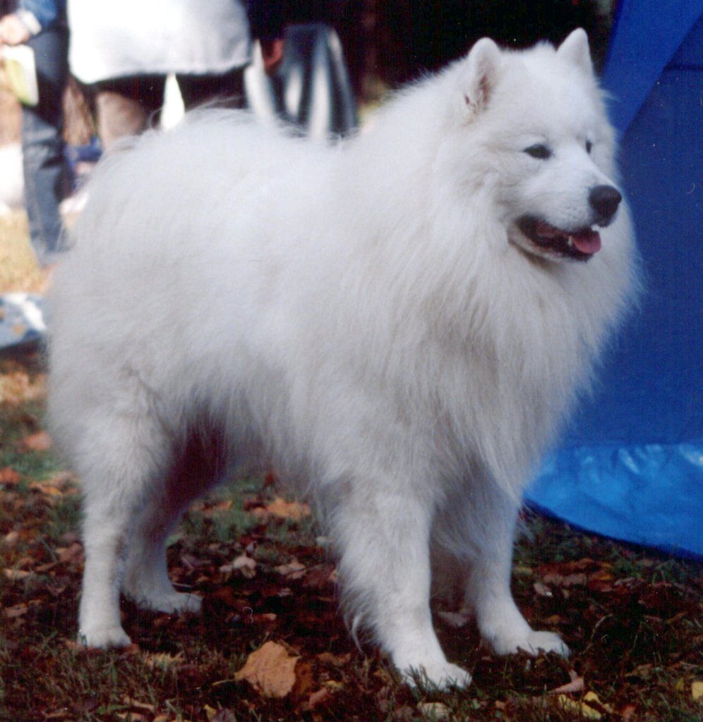 Samoieda