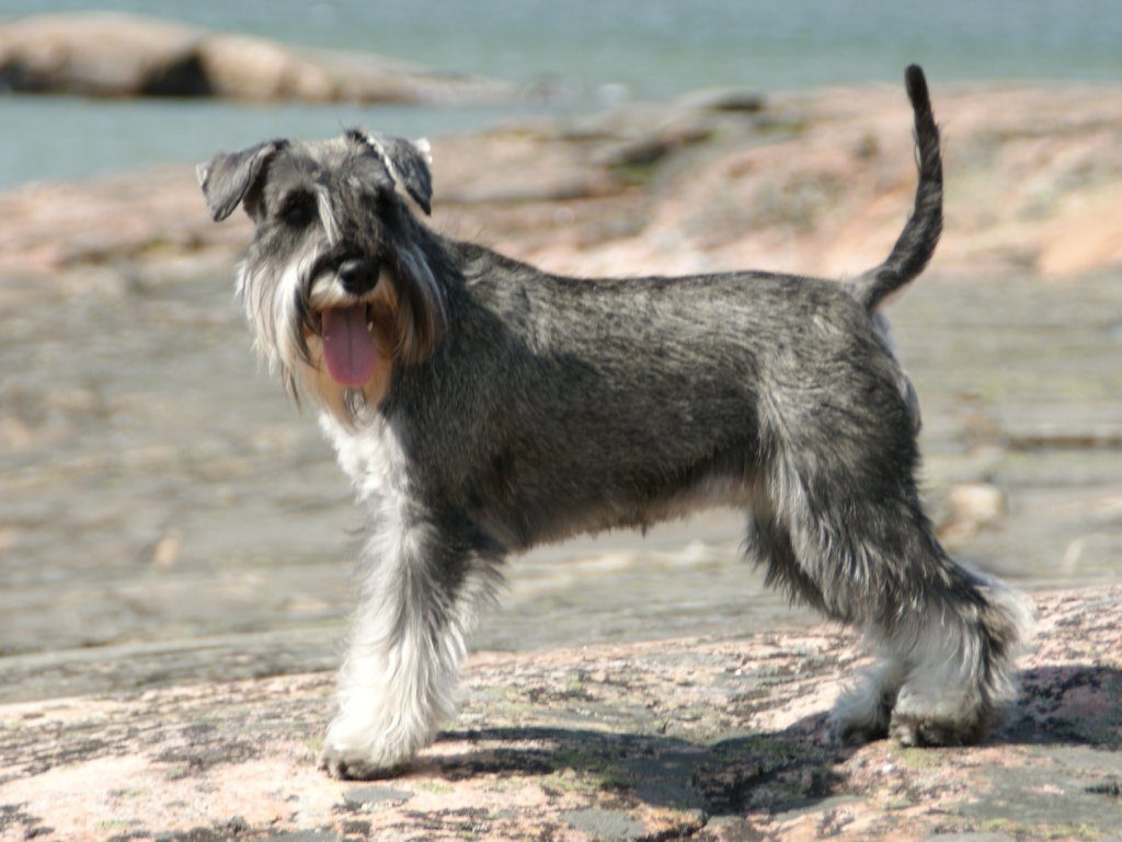 Schnauzer Miniatura
