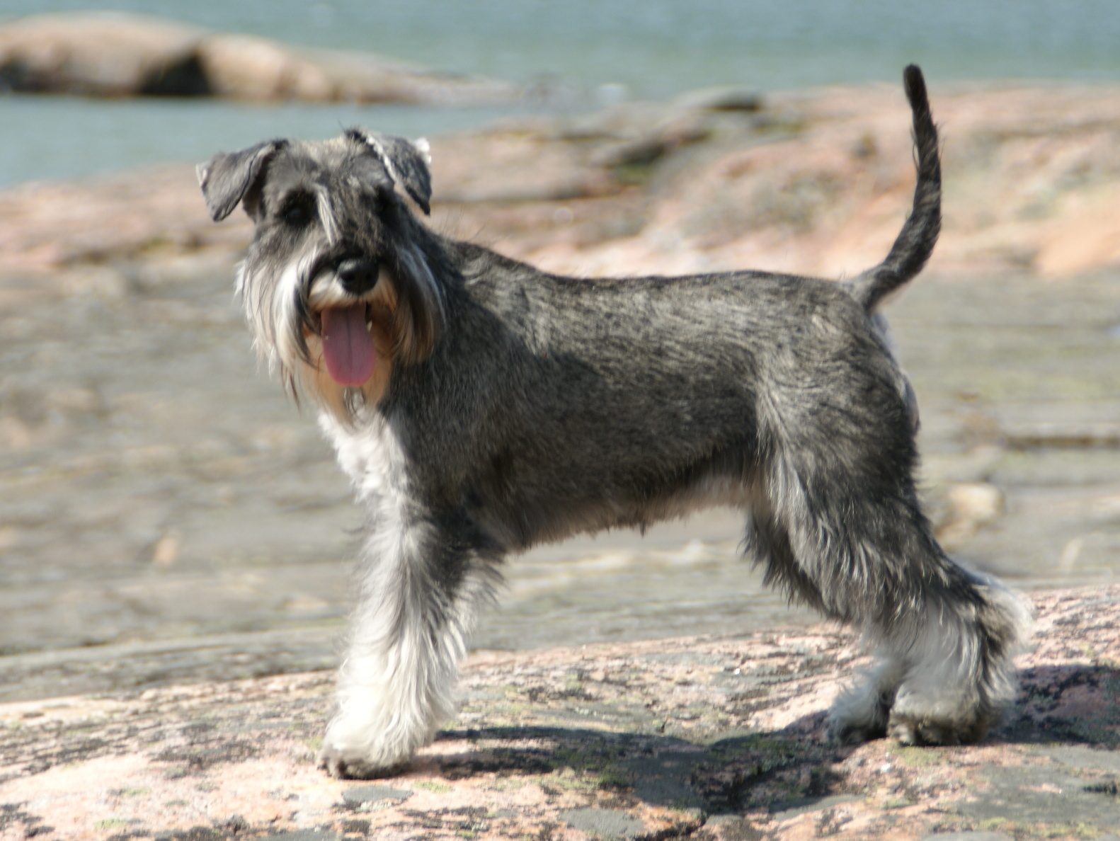 Schnauzer Miniatura
