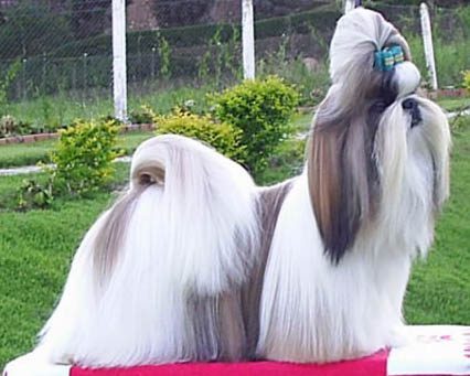Shih Tzu: Guia Completo da Raça — Características, Cuidados e Personalidade